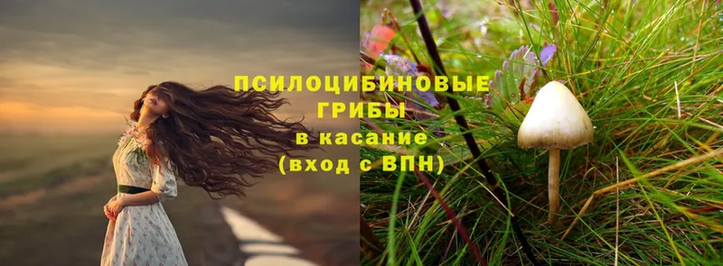 Галлюциногенные грибы Psilocybe  МЕГА ССЫЛКА  Луга 